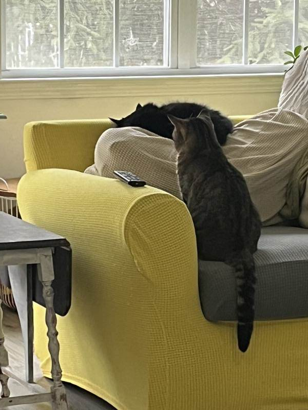 Two cats over a couch.