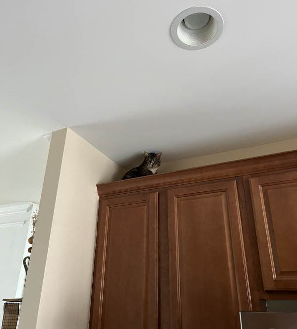 A cat sitting on top of the kitchen cabinet, next to the ceiling.
