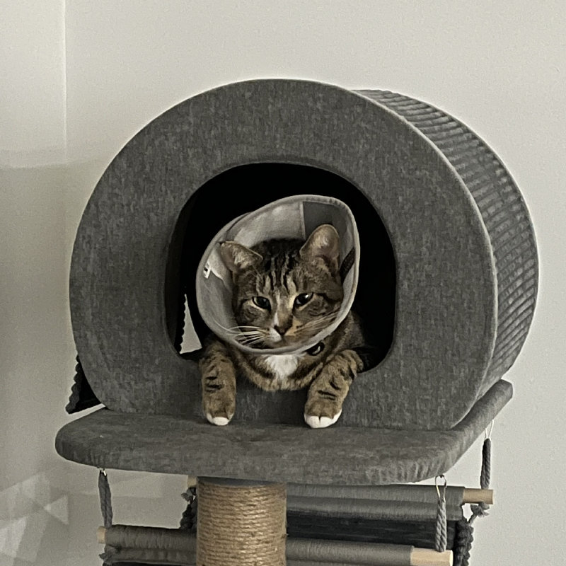 A cat in a scratcher, wearing a cone.