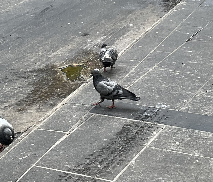A blurry photo of a pigeon with "spiky hair".