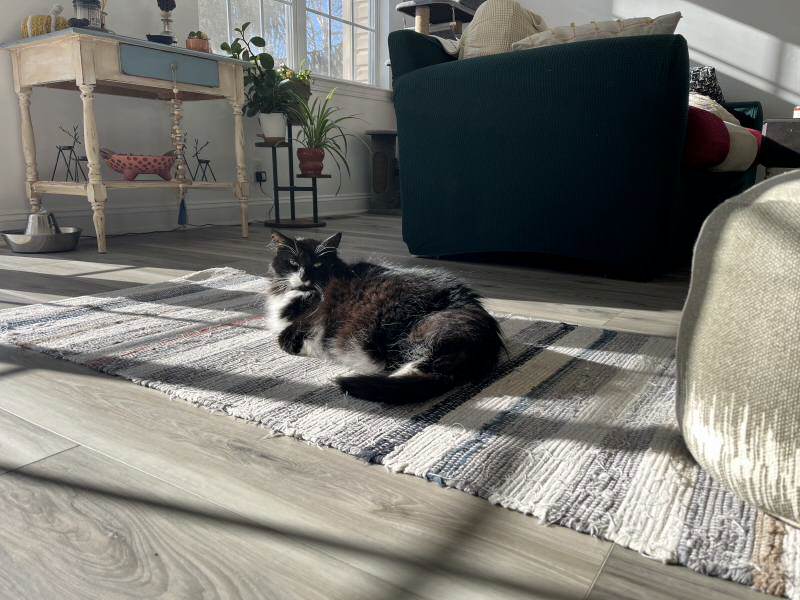 A tuxedo cat, half asleep on a mat.